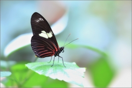 <p>Heliconius erato (motýlí dům Jonsdorf, Německo</p>